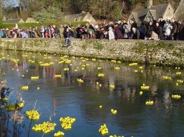 Bibury Duck Race Yellow Ducks in 2nd Race in in the Cotswolds